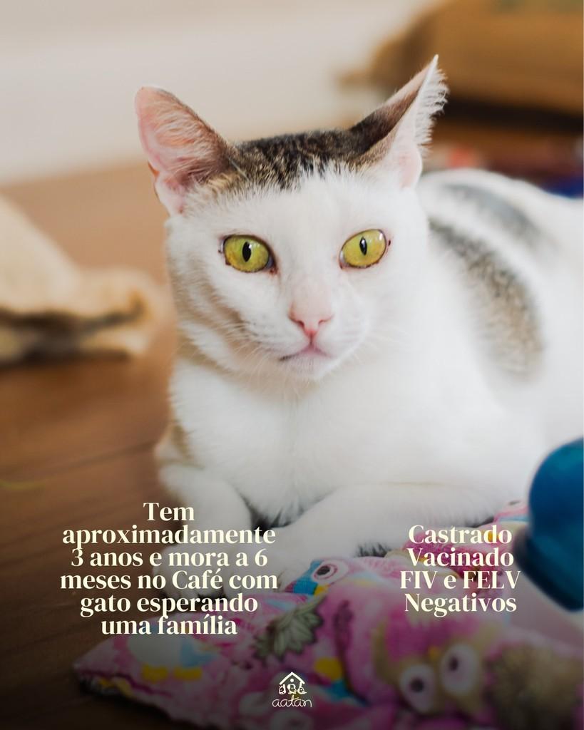 Deezer, gato para adoção em Sorocaba - SP