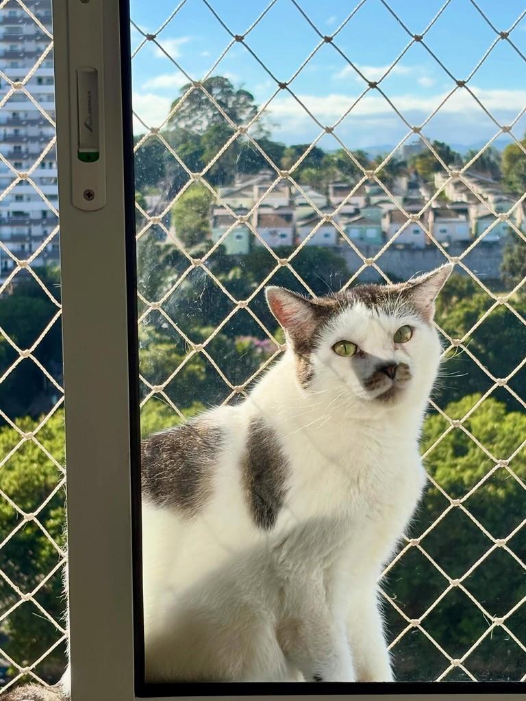 Olaf, gato de porte médio para adoção em Sorocaba - SP