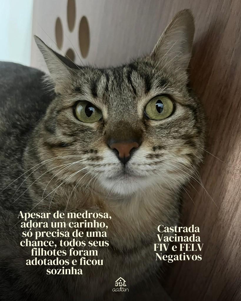 Organela, gata de porte pequeno para adoção em Sorocaba - SP