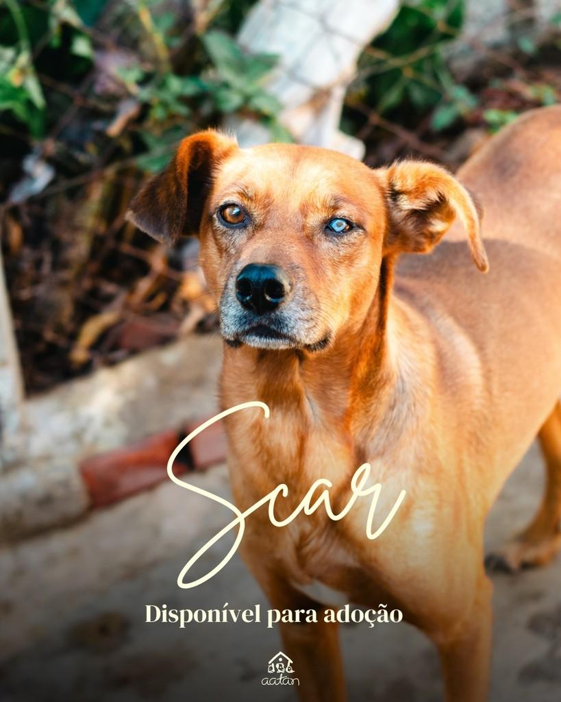 Scar, cachorro de porte médio para adoção em Sorocaba - SP