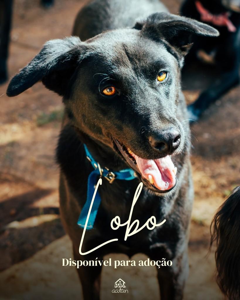 Lobo, cachorro de porte médio para adoção em Sorocaba - SP