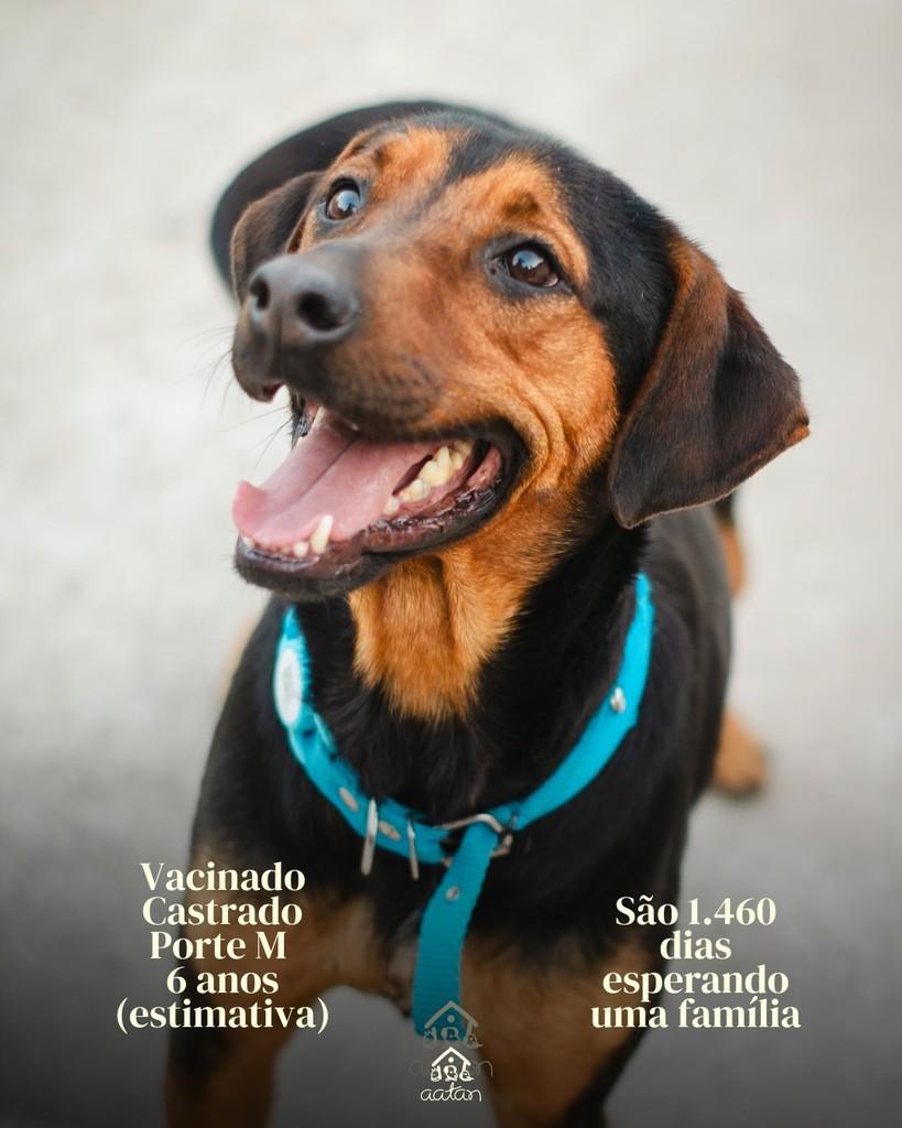 Scott, cachorro de porte médio para adoção em Sorocaba - SP