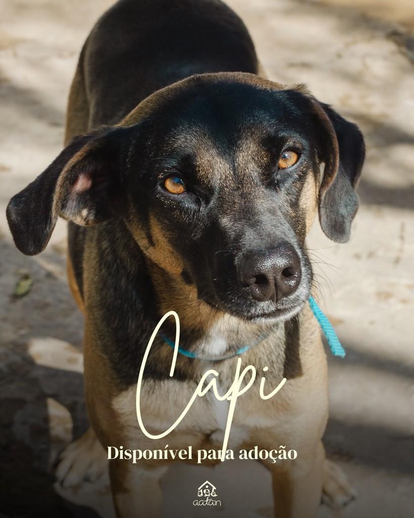 Capi, cachorro de porte médio para adoção em Sorocaba - SP