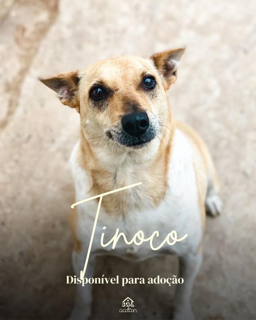 Tinoco, cachorro de porte médio para adoção em Sorocaba - SP