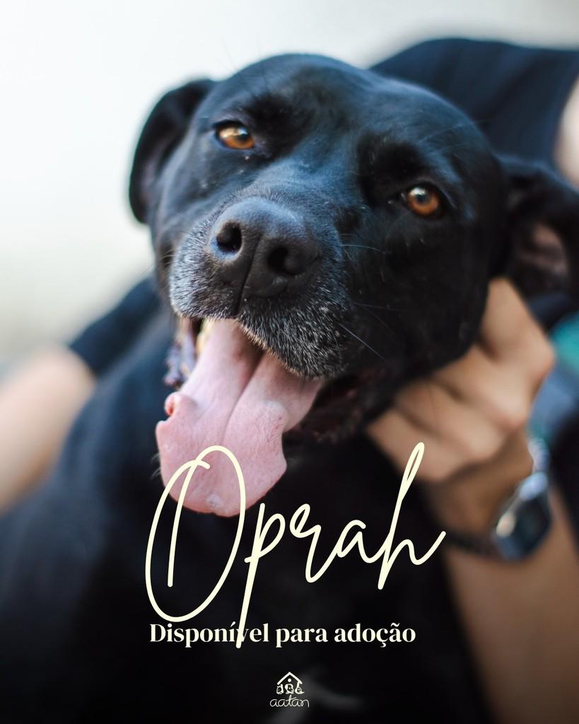 Oprah, cadela de porte grande para adoção em Sorocaba - SP