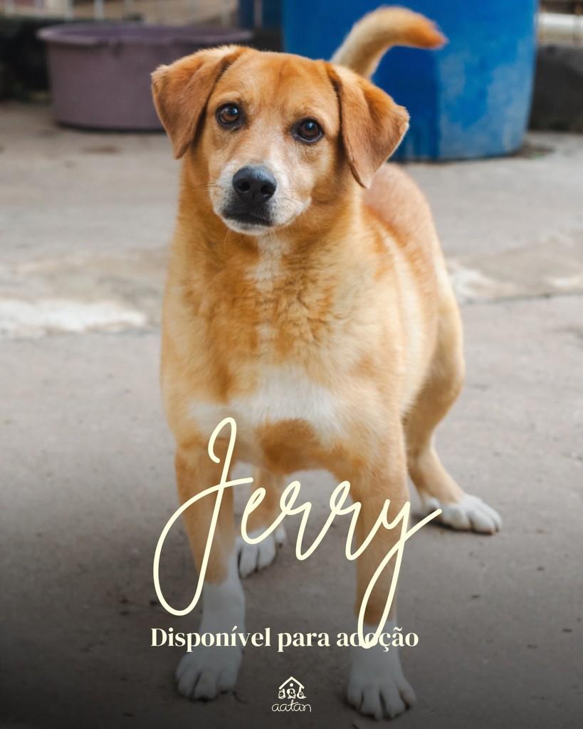 Jerry, cachorro de porte médio para adoção em Sorocaba - SP