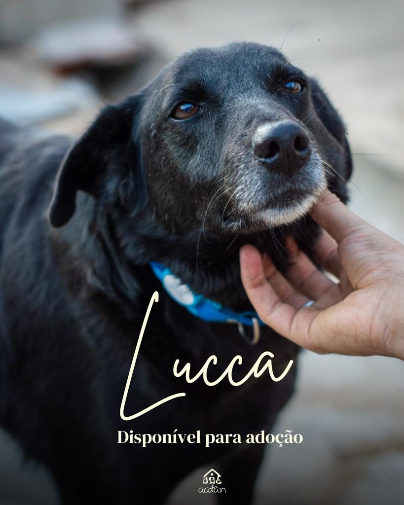 Lucca, cachorro de porte médio para adoção em Sorocaba - SP