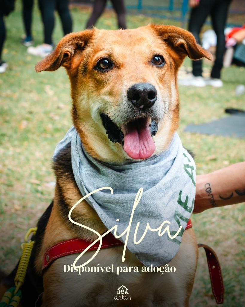 Silva, cachorro de porte médio para adoção em Sorocaba - SP