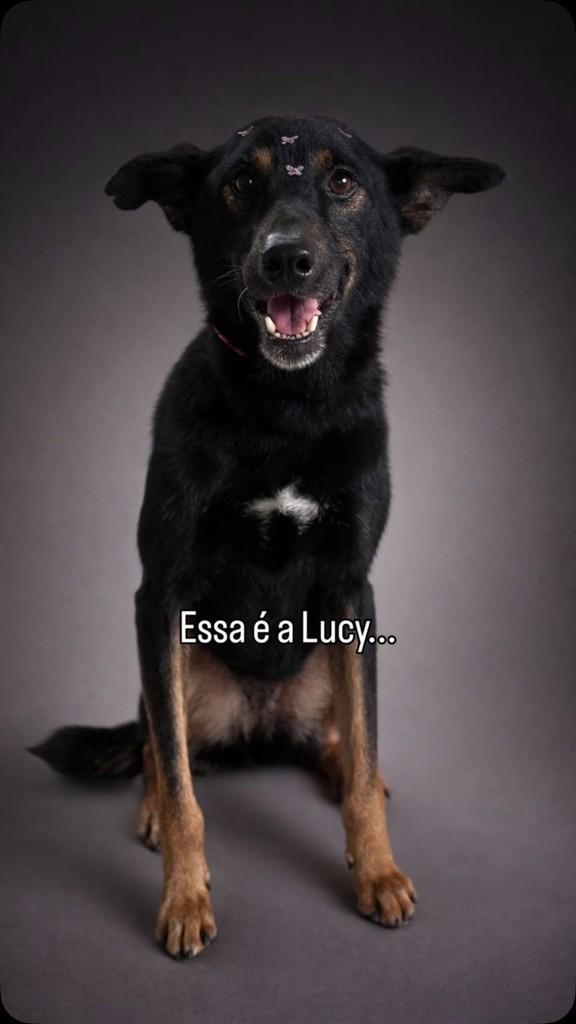 Lucy, cadela de porte médio para adoção em Sorocaba - SP
