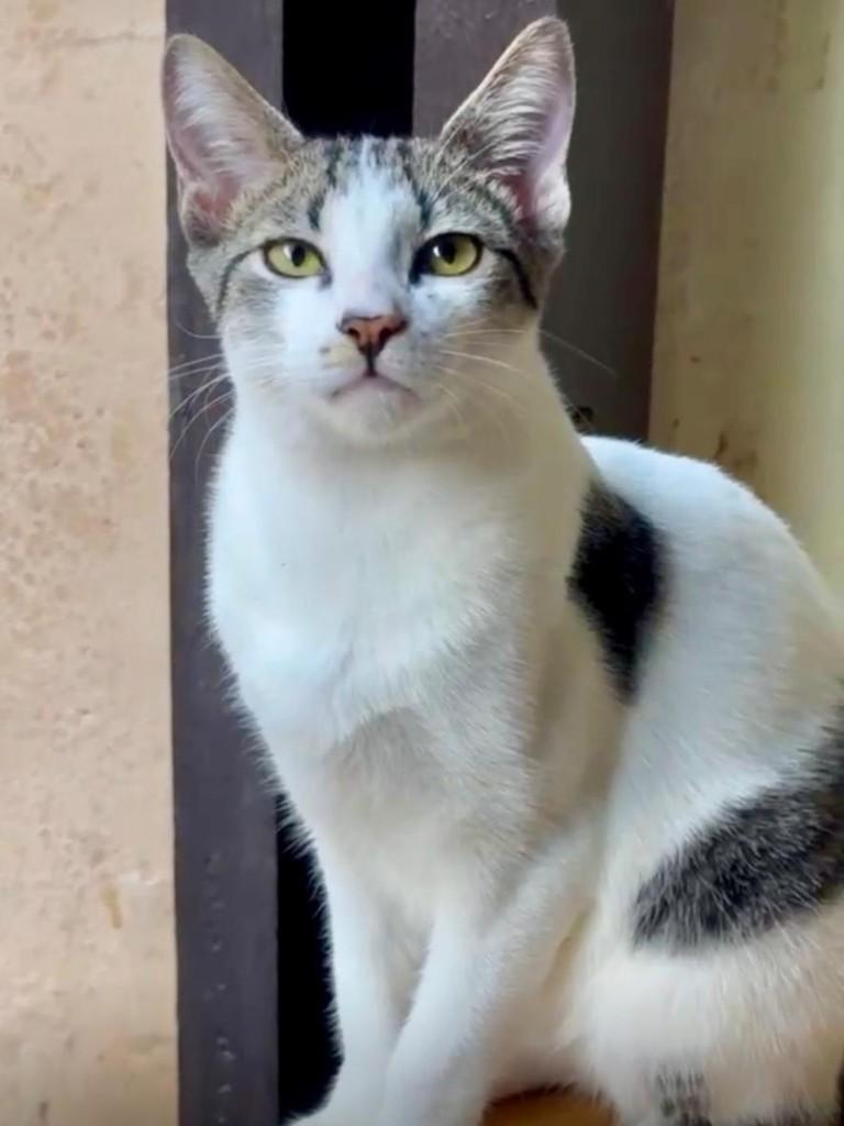 Nino, gato para adoção em Sorocaba - SP