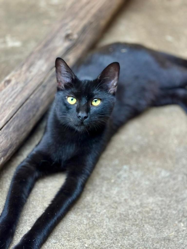 Bento, gato de porte pequeno para adoção em Sorocaba - SP