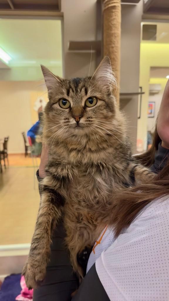 Dengosa, gata para adoção em Sorocaba - SP