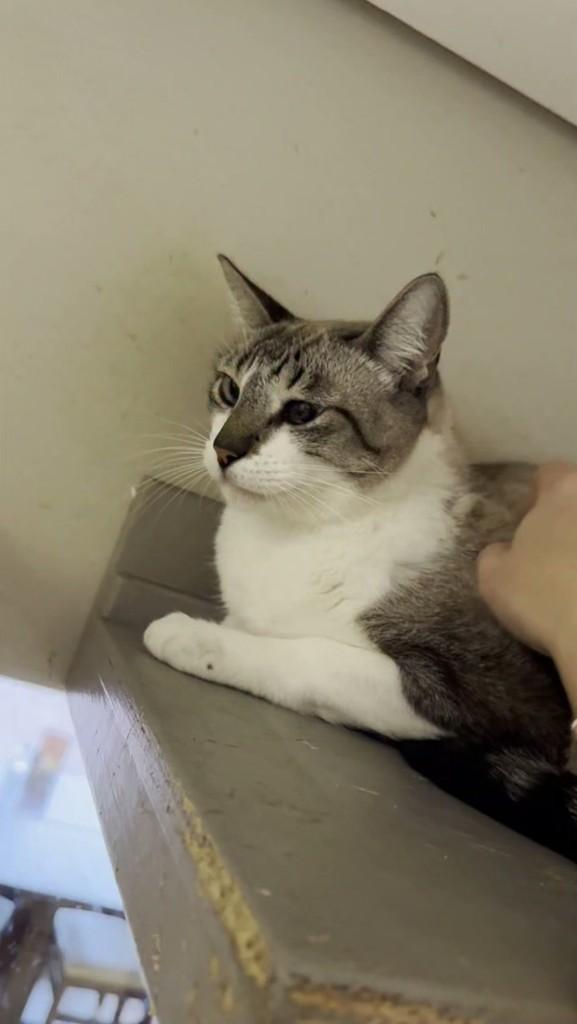 Surf, gato para adoção em Sorocaba - SP