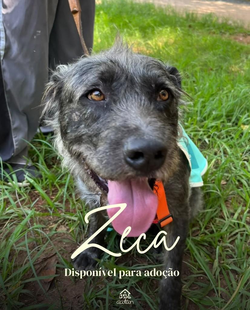 Zeca, cachorro de porte médio para adoção em Sorocaba - SP