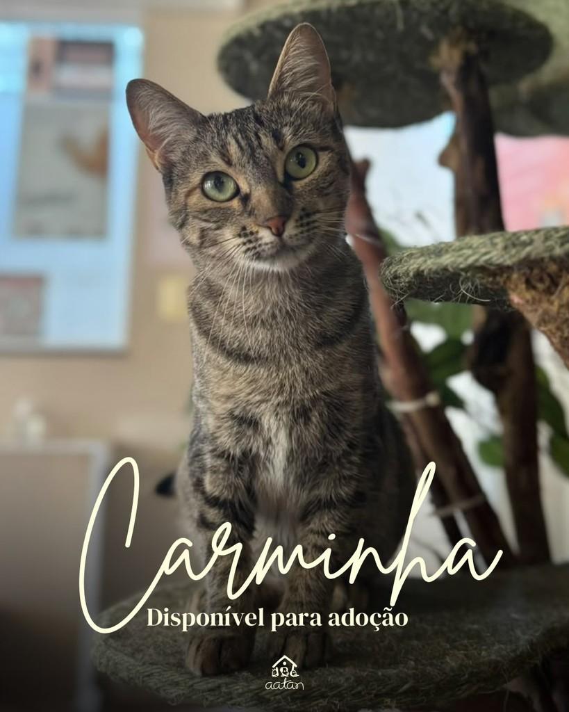 Carminha, gata de porte médio para adoção em Sorocaba - SP