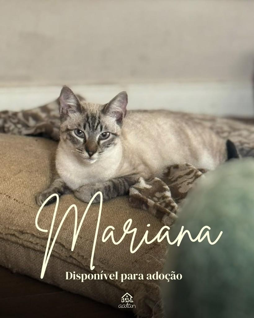 Mariana, gata de porte pequeno para adoção em Sorocaba - SP