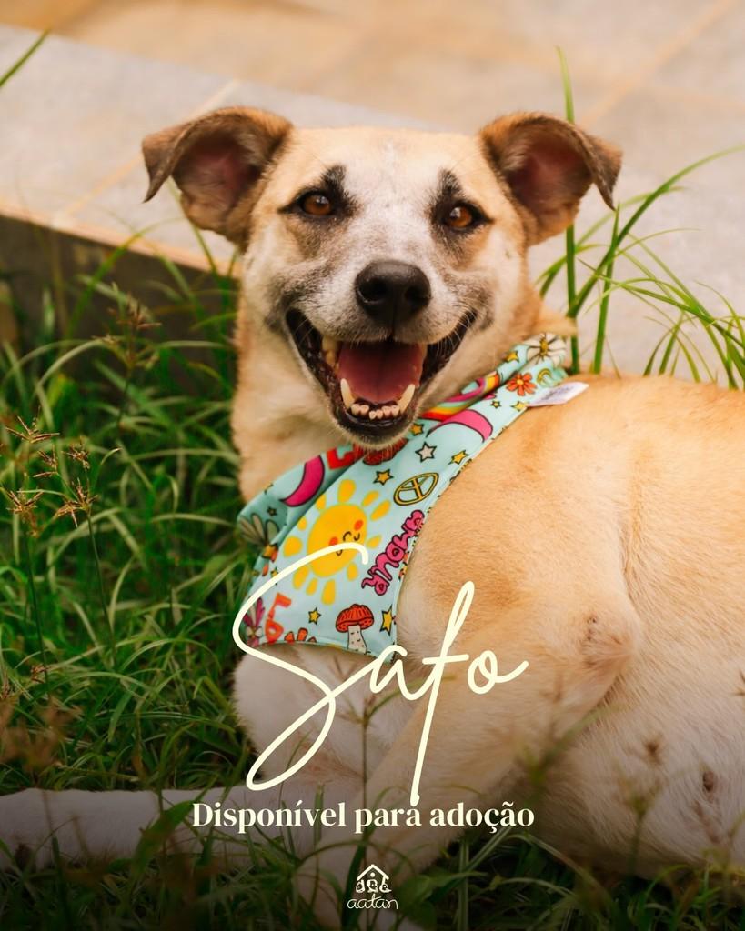 Safo, cadela de porte médio para adoção em Sorocaba - SP