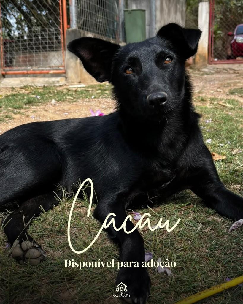 Cacau, cadela de porte médio para adoção em Sorocaba - SP