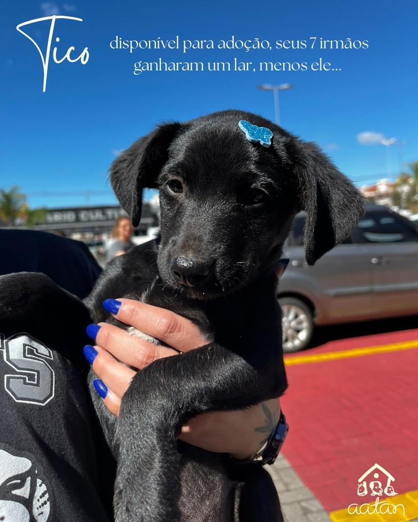 Tico, cachorro de porte pequeno para adoção em Sorocaba - SP
