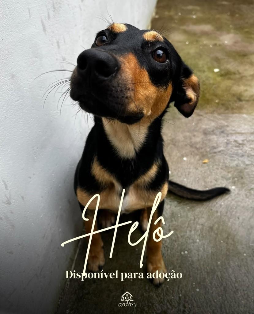 Helô, cadela de porte pequeno para adoção em Sorocaba - SP