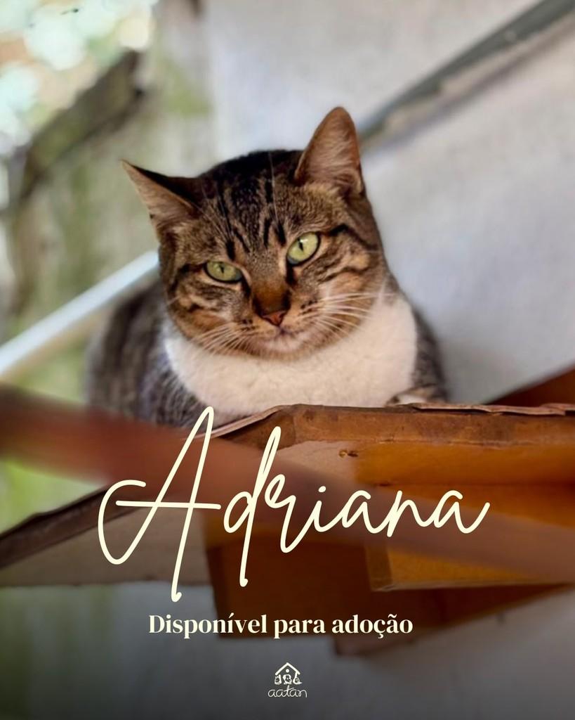 Adriana, gata de porte pequeno para adoção em Sorocaba - SP