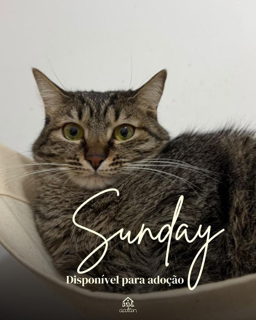 Sunday, gata de porte pequeno para adoção em Sorocaba - SP