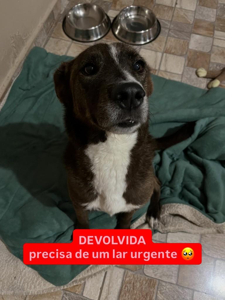 Camélia, cadela de porte médio para adoção em Sorocaba - SP