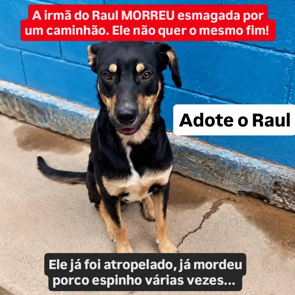 Raul, cachorro de porte grande para adoção em Anápolis - GO