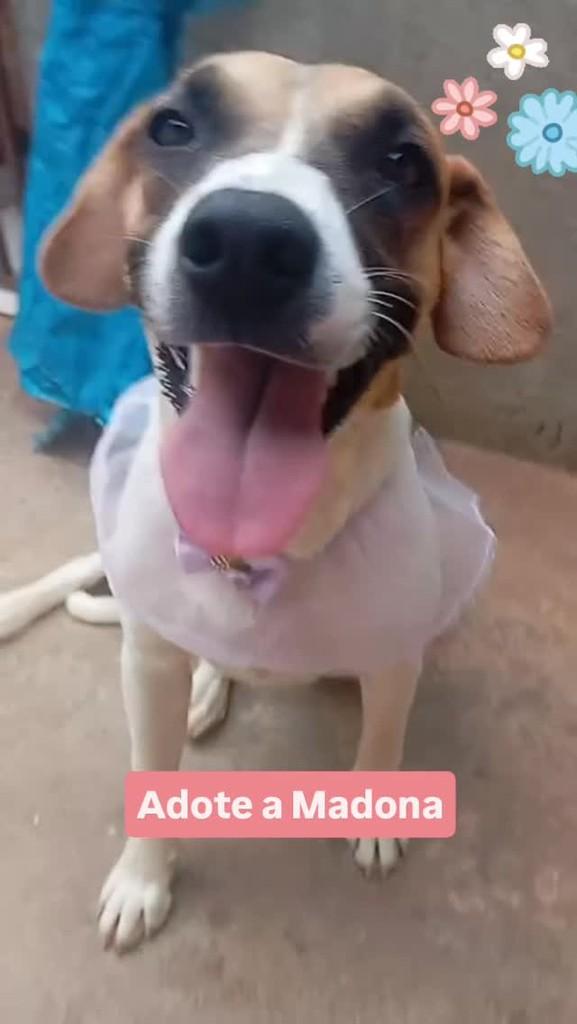 Madona, cadela de porte médio para adoção em Anápolis - GO