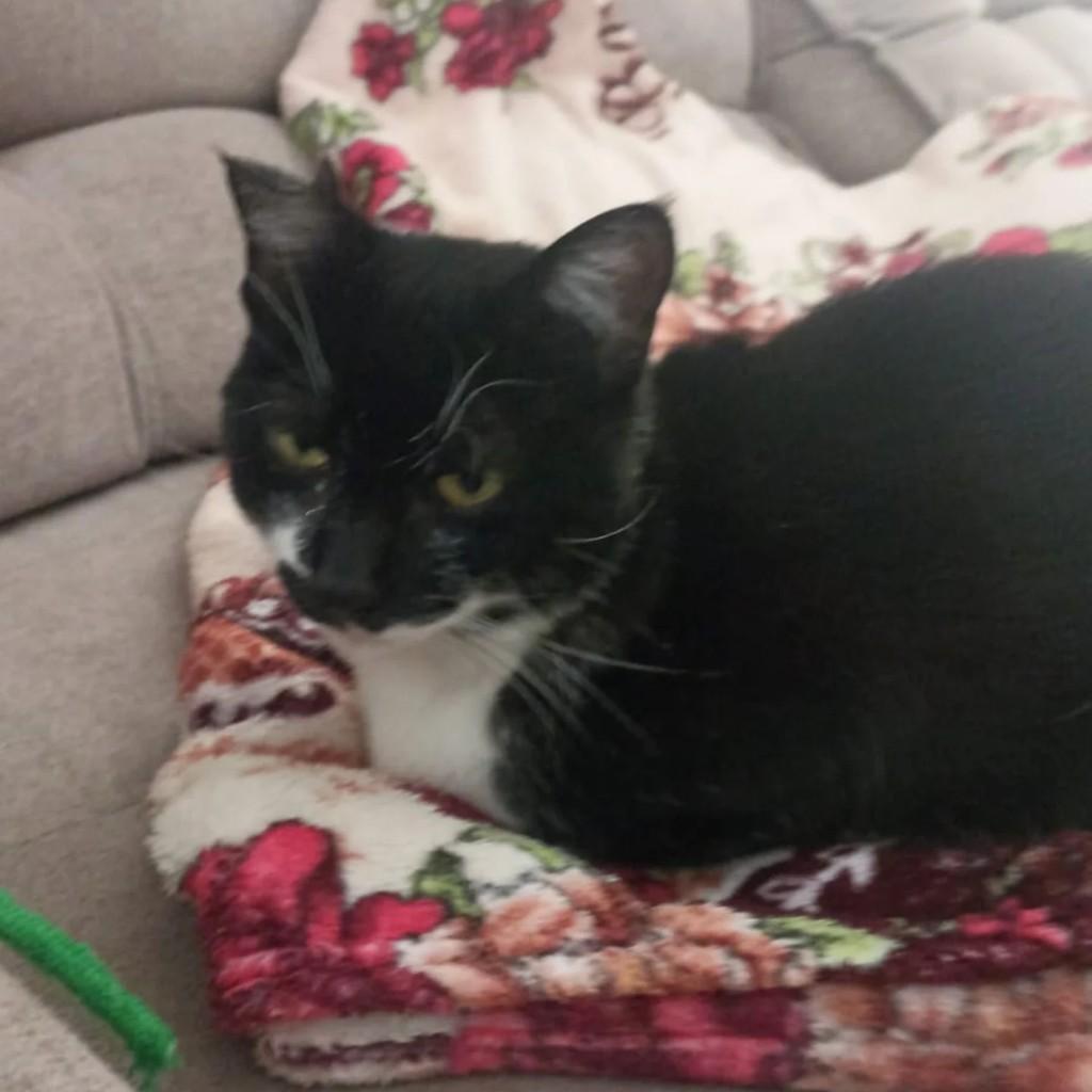 Mimi, gato de porte pequeno para adoção em Carlos Barbosa - RS