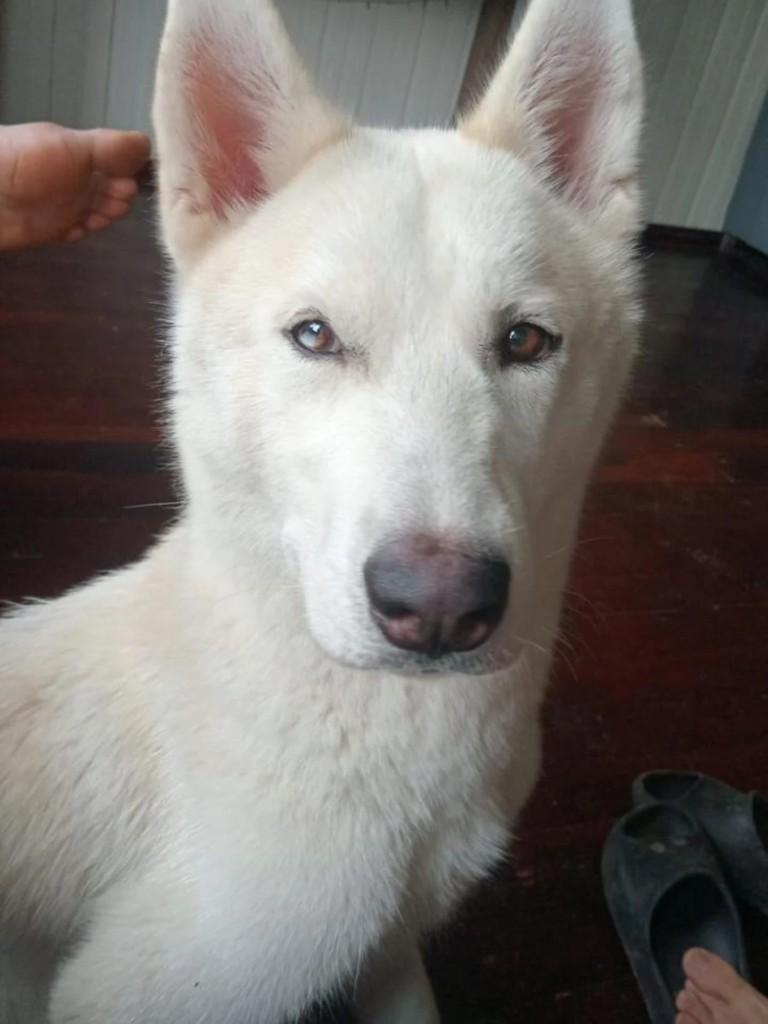 Doguinho, cachorro de porte médio para adoção em Carlos Barbosa - RS
