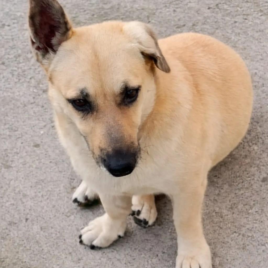 Mocinha, cachorro de porte pequeno para adoção em Carlos Barbosa - RS