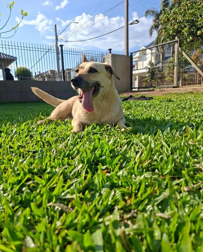 Meg, cadela de porte médio para adoção em Carlos Barbosa - RS — foto 4 de 4