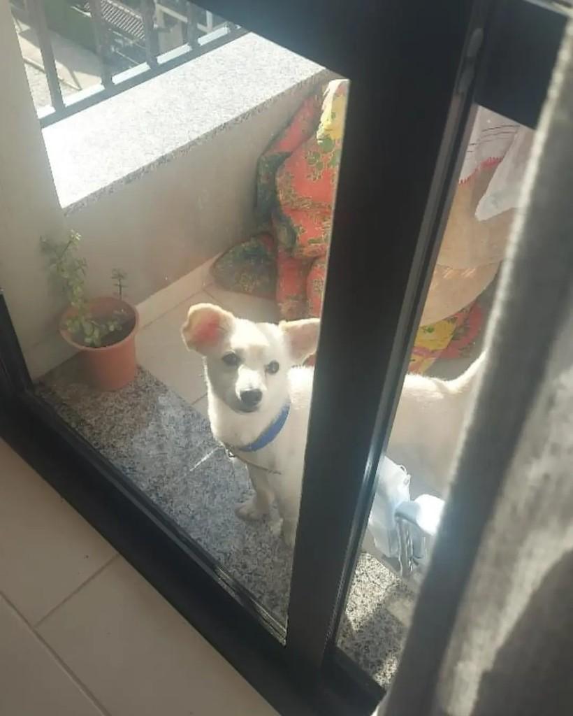 Snoopy, cachorro de porte pequeno para adoção em Carlos Barbosa - RS