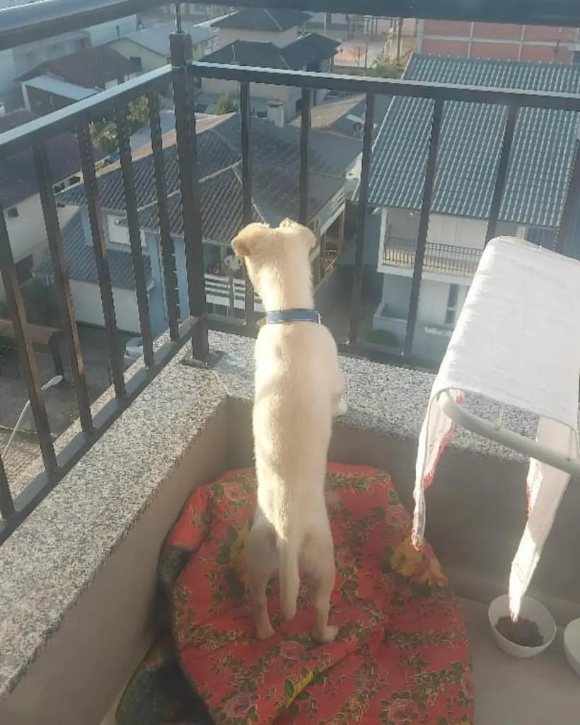 Snoopy, cachorro de porte pequeno para adoção em Carlos Barbosa - RS — foto 2 de 4