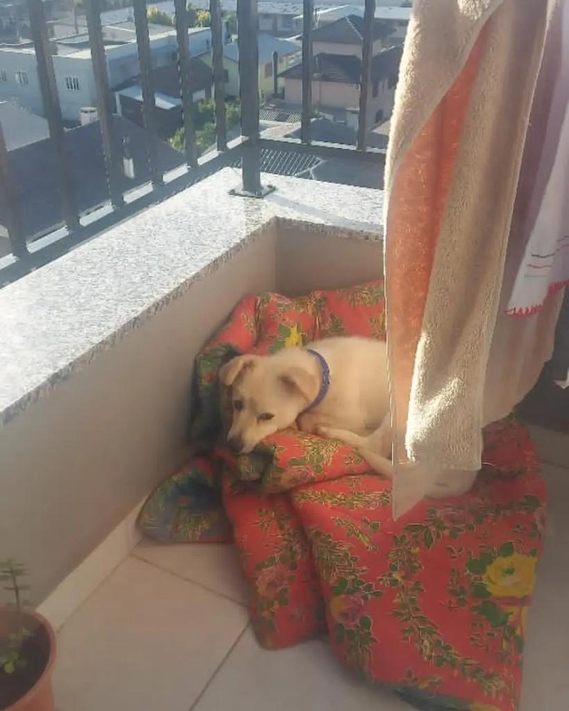 Snoopy, cachorro de porte pequeno para adoção em Carlos Barbosa - RS — foto 3 de 4