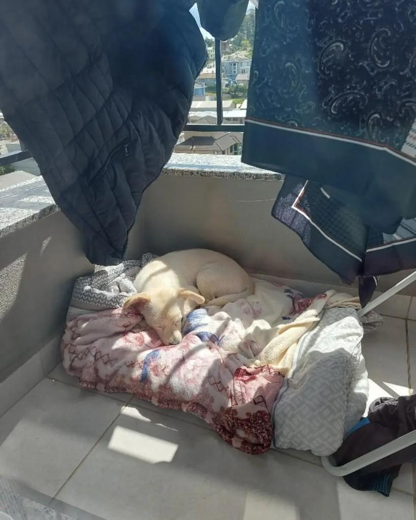Snoopy, cachorro de porte pequeno para adoção em Carlos Barbosa - RS — foto 4 de 4
