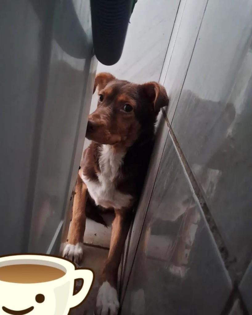 Neymar, cachorro de porte pequeno para adoção em Planalto - RS