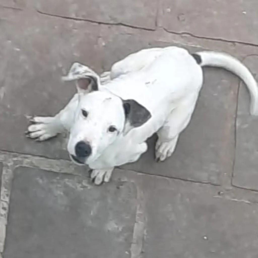 Snow, cachorro de porte grande para adoção em Carlos Barbosa - RS