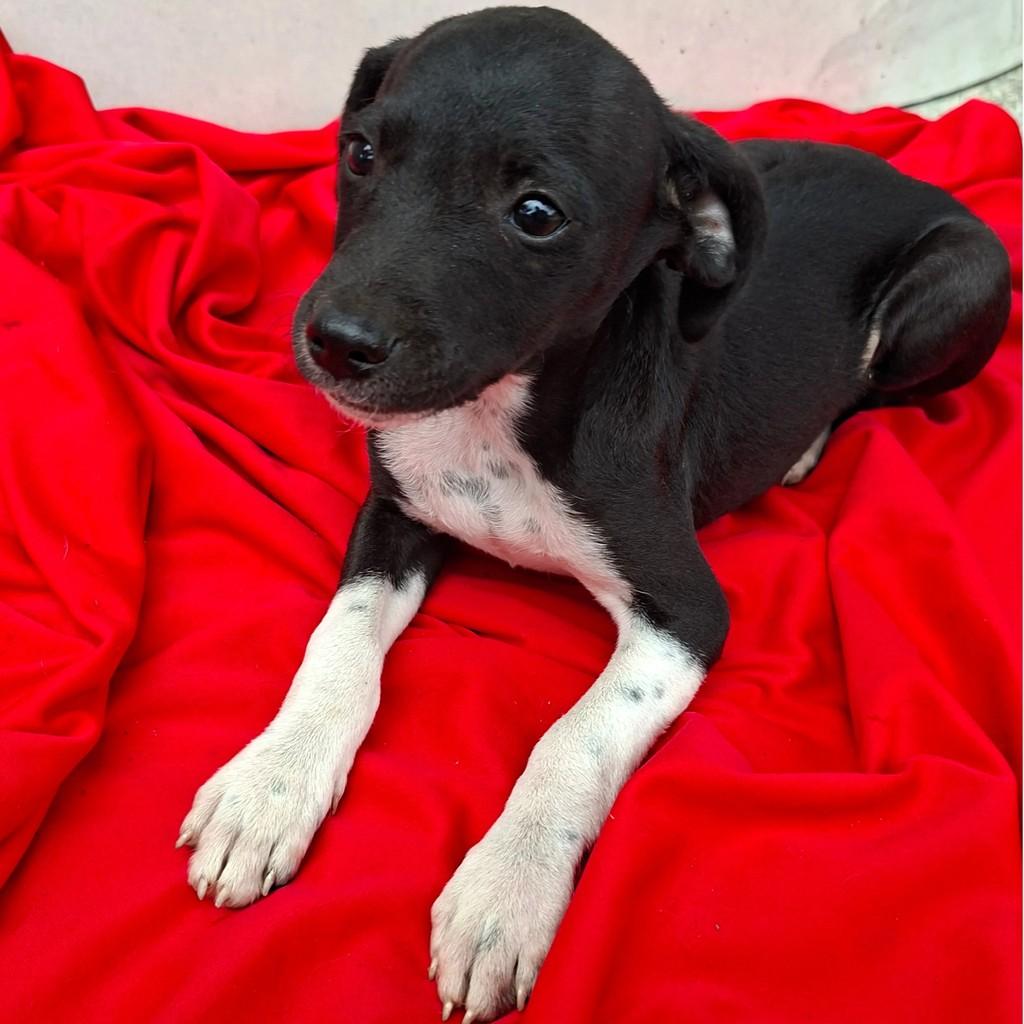 Luna, cachorro de porte pequeno para adoção em Itabaiana - SE