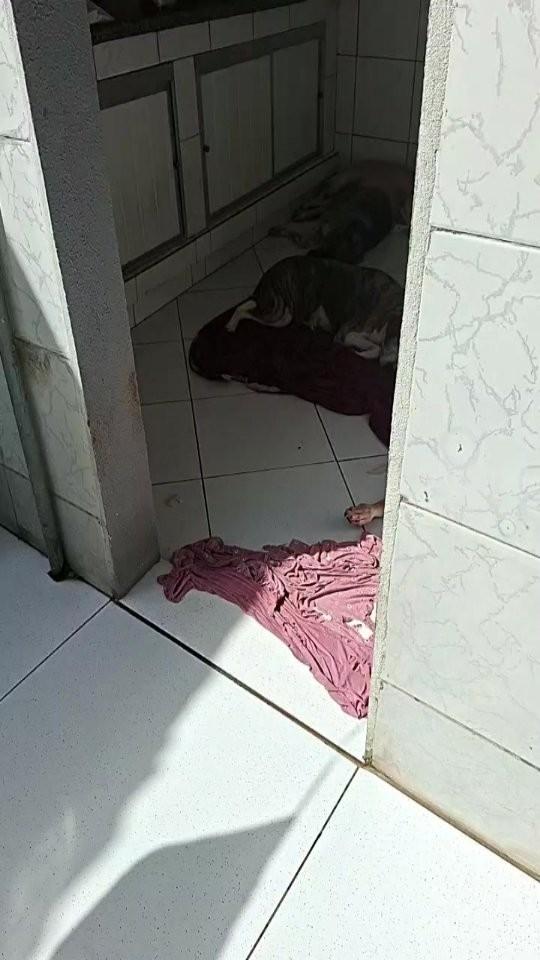 Cacilda, cachorro de porte grande para adoção em Itabaiana - SE