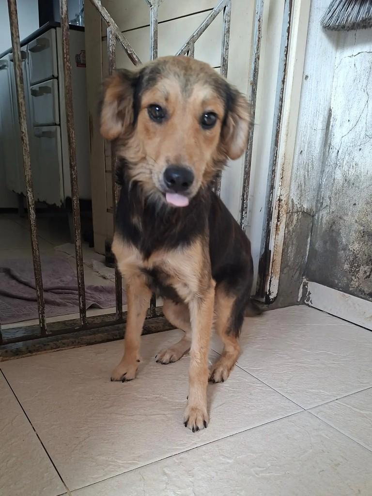 Bunny, cachorro de porte pequeno para adoção em Itabaiana - SE — foto 2 de 10