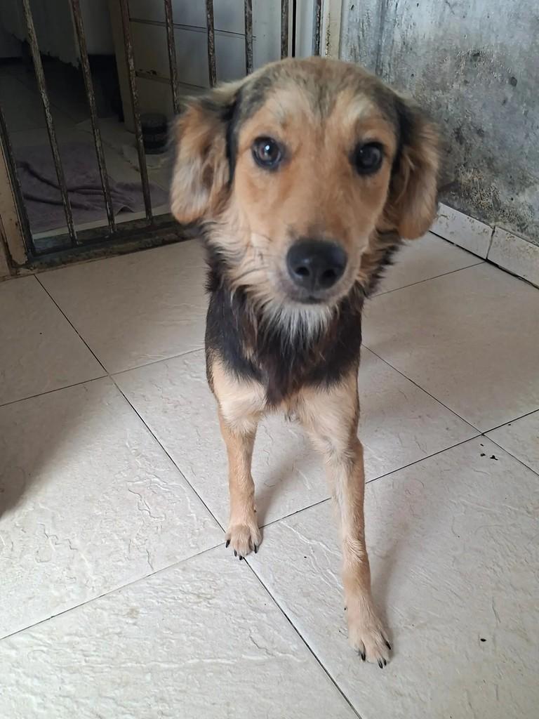 Bunny, cachorro de porte pequeno para adoção em Itabaiana - SE — foto 3 de 10
