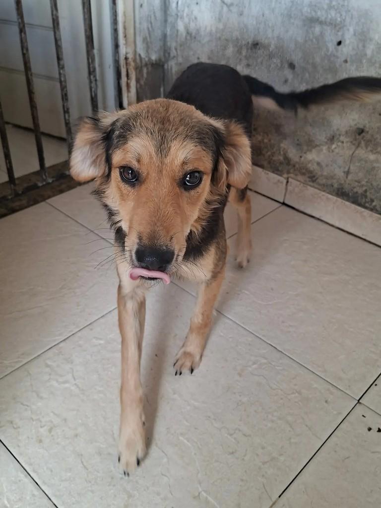Bunny, cachorro de porte pequeno para adoção em Itabaiana - SE — foto 4 de 10