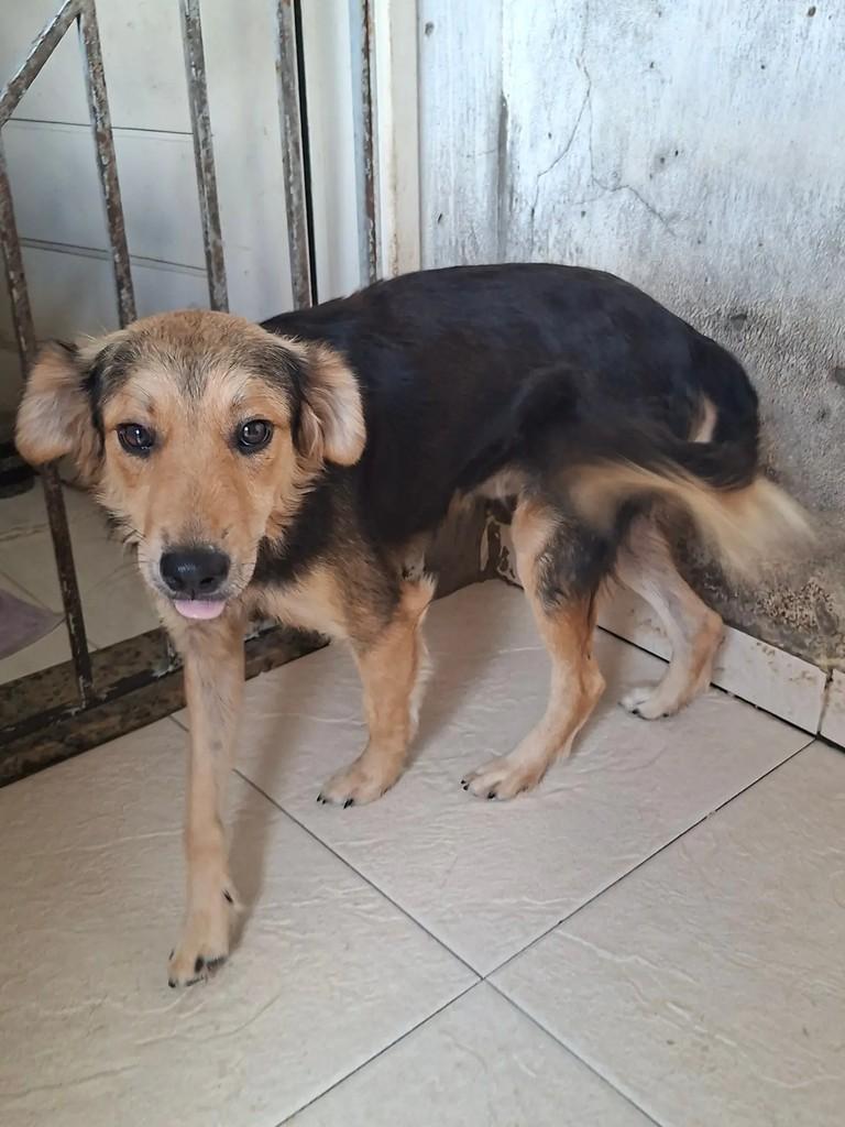Bunny, cachorro de porte pequeno para adoção em Itabaiana - SE — foto 5 de 10