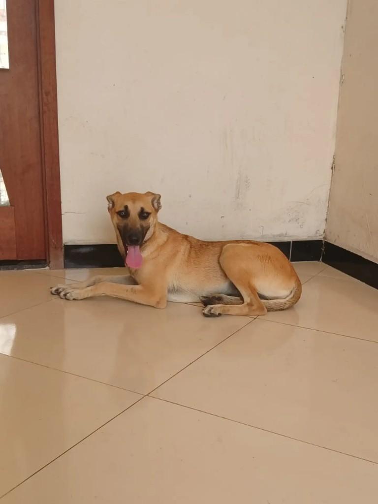 Magali, cadela de porte médio para adoção em Itabaiana - SE — foto 2 de 8