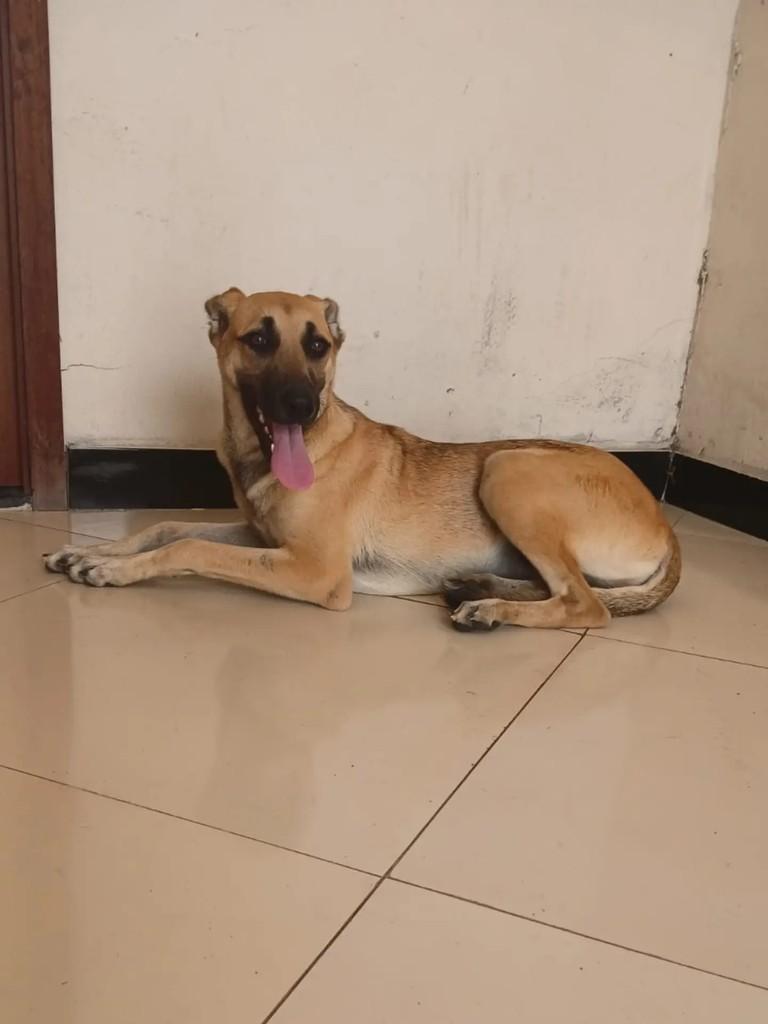 Magali, cadela de porte médio para adoção em Itabaiana - SE — foto 3 de 8