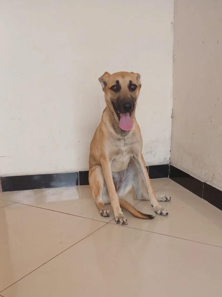 Magali, cadela de porte médio para adoção em Itabaiana - SE — foto 4 de 8