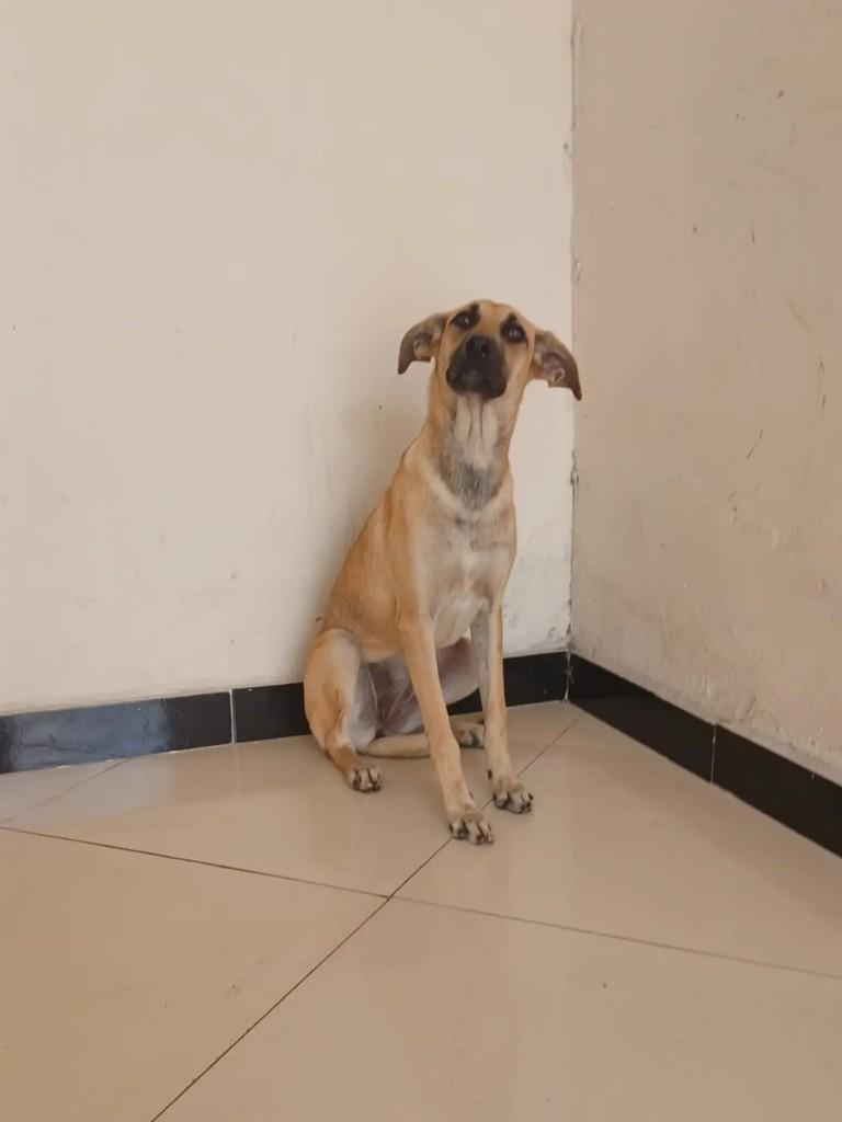 Magali, cadela de porte médio para adoção em Itabaiana - SE — foto 5 de 8