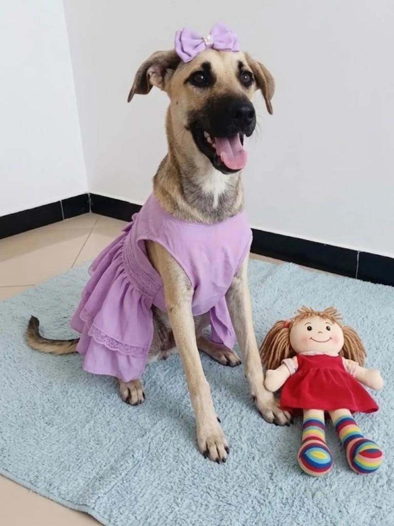 Maitê, cachorro de porte médio para adoção em Itabaiana - SE